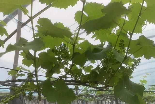 葡萄种植:如何管理才能让叶子又厚又绿，长得好？(图1)
